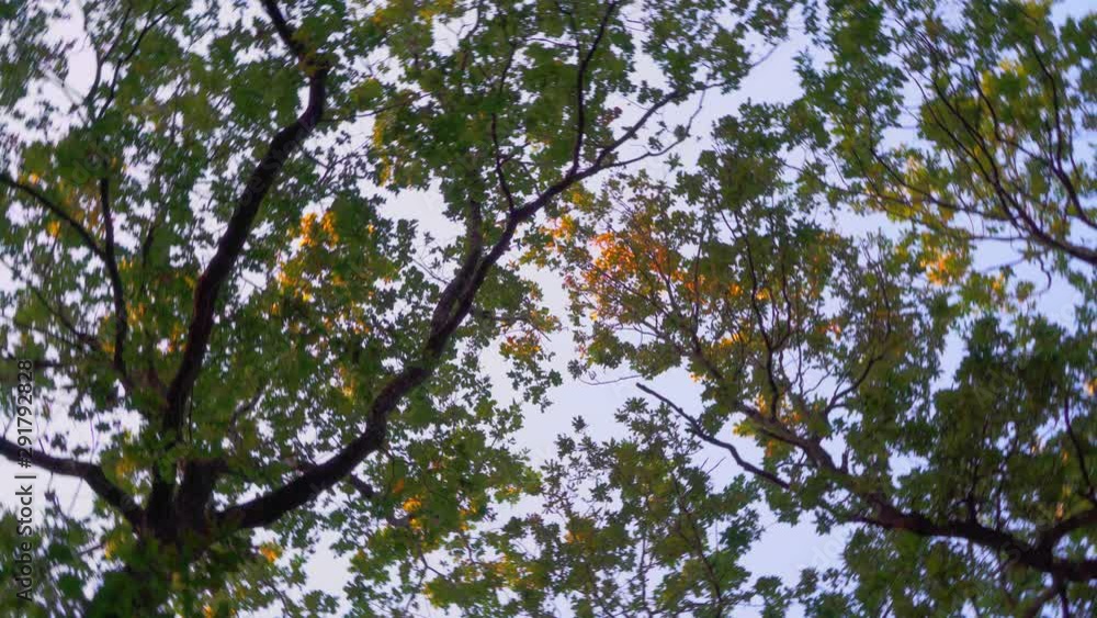 Looking up at the sky through tall trees. Rotating the camera while standing still. Looking up at the sky through tall trees. Rotating the camera while standing still.