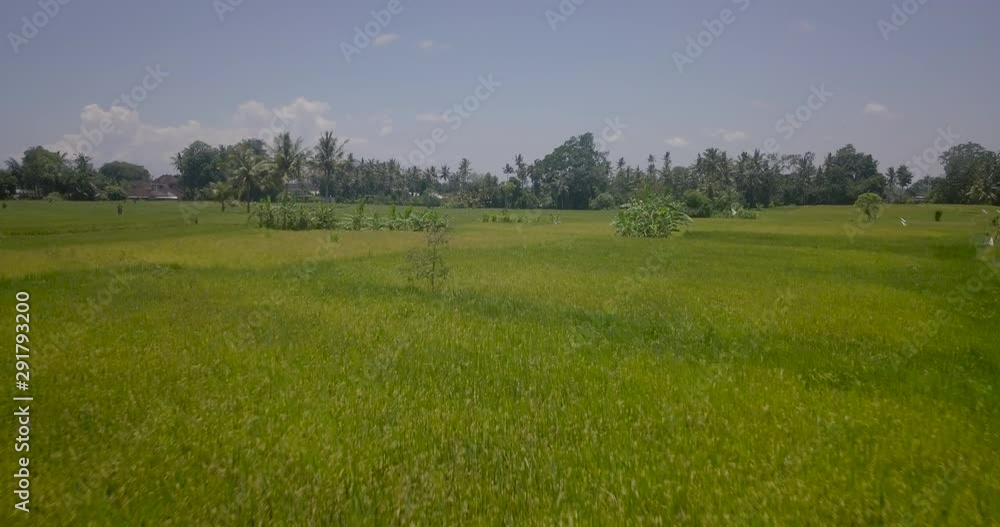 Aerial Drone View of Bali rice fields and patties in 4k on a bright sunny day in Indonesia. Views include Kerobokan, Ubud, Canggu, Seminyak and Tegalalang. Aerial Drone View of Bali rice fields and patties in 4k on a bright sunny day in Indonesia. Views include Kerobokan, Ubud, Canggu, Seminyak and Tegalalang.