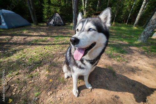 Close up face of funny Husky dog sitting In green grass