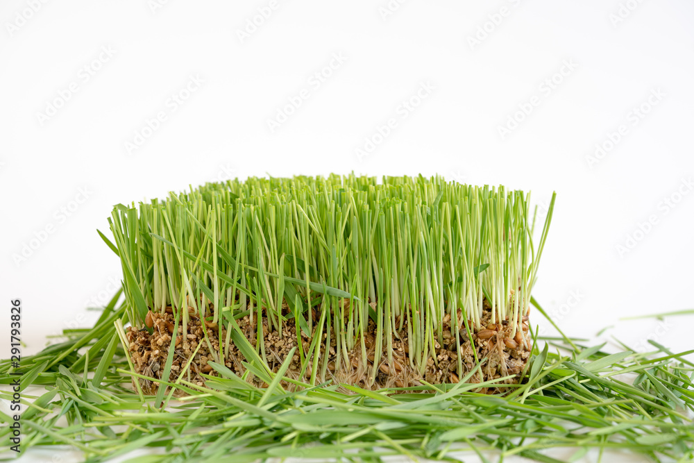 Fototapeta premium Plant wheat with roots on white background