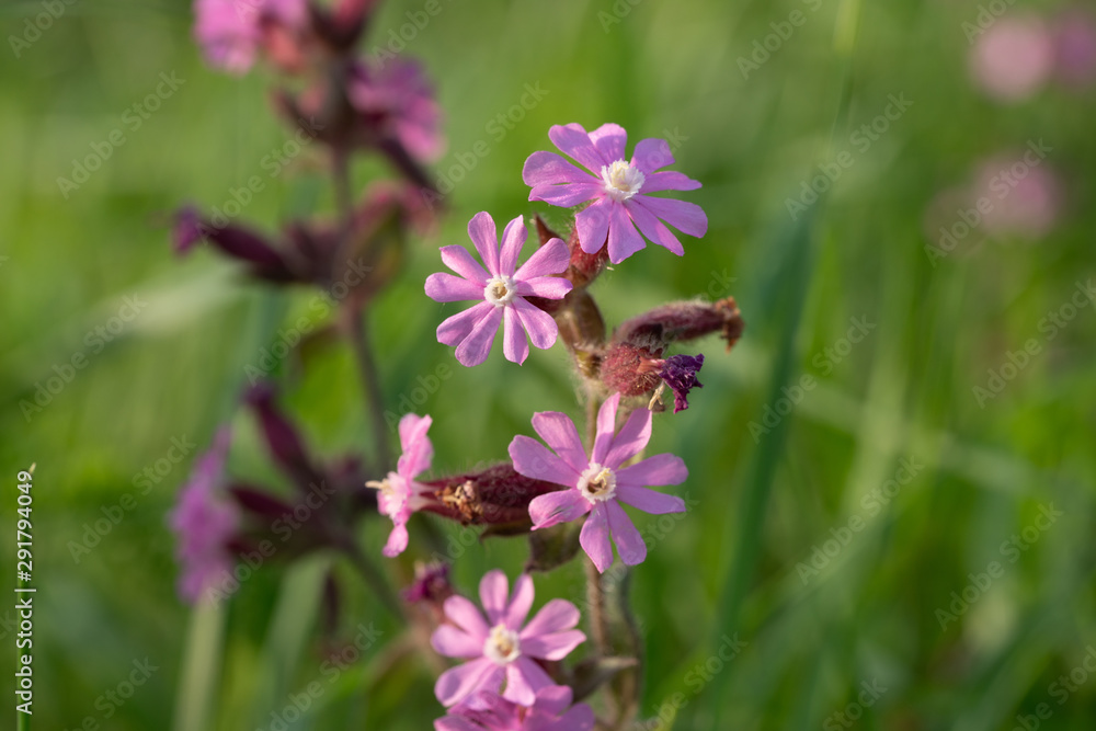 Red campion or Silene dioica on meadow Red campion or Silene dioica on meadow