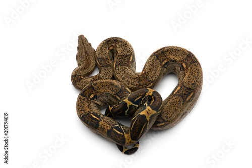 Red Tail Boa isolated on white background