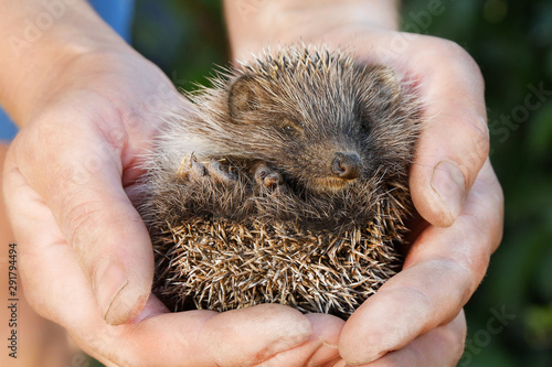 Small Hedgehog Сurled Into a Ball in the Palm of a Man. Animal Rescue 