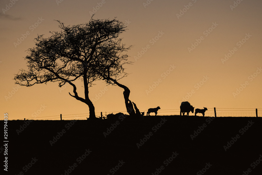 Yorkshire lamb twilight  [4]