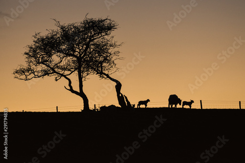 Yorkshire lamb twilight   4 