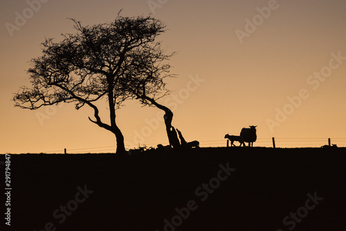 Yorkshire lamb twilight   5 