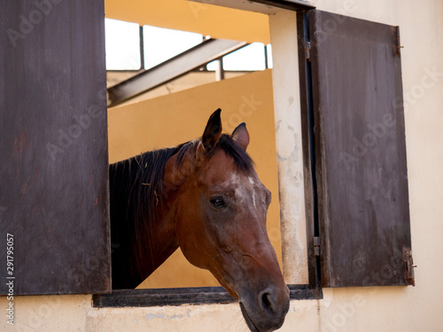 A single brown horse standing alone in barn and looking out away from barn wooden window