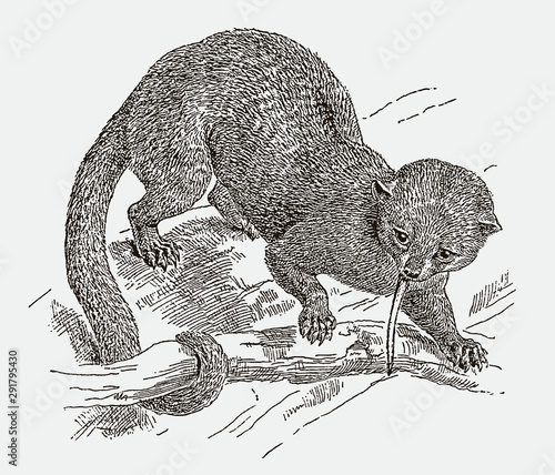 Kinkajou potos flavus sitting on tree and foraging food with its long tongue. Illustration after engraving from 19th century