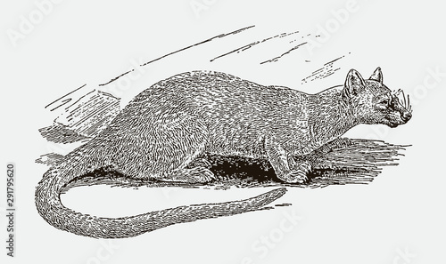 Fossa cryptoprocta ferox from madagascar sitting on the ground. Illustration after an engraving from the 19th century