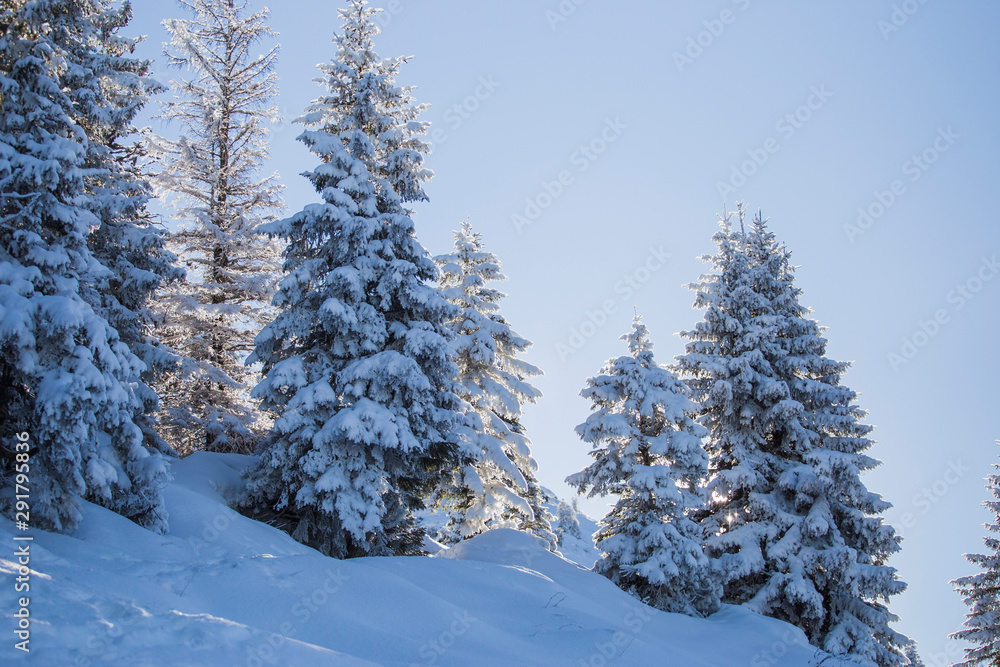 White trees in deep snow
