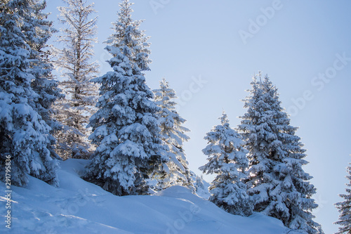 White trees in deep snow © Alex