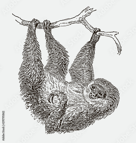 Linnaeus two-toed sloth, choloepus didactylus hanging upside down from a branch. Illustration after an engraving from the 19th photo