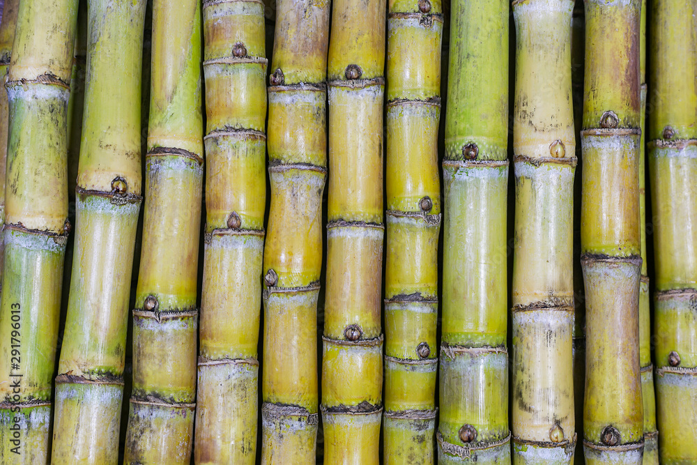 Pattern of background of sugar cane varieties Pattern of background of sugar cane varieties