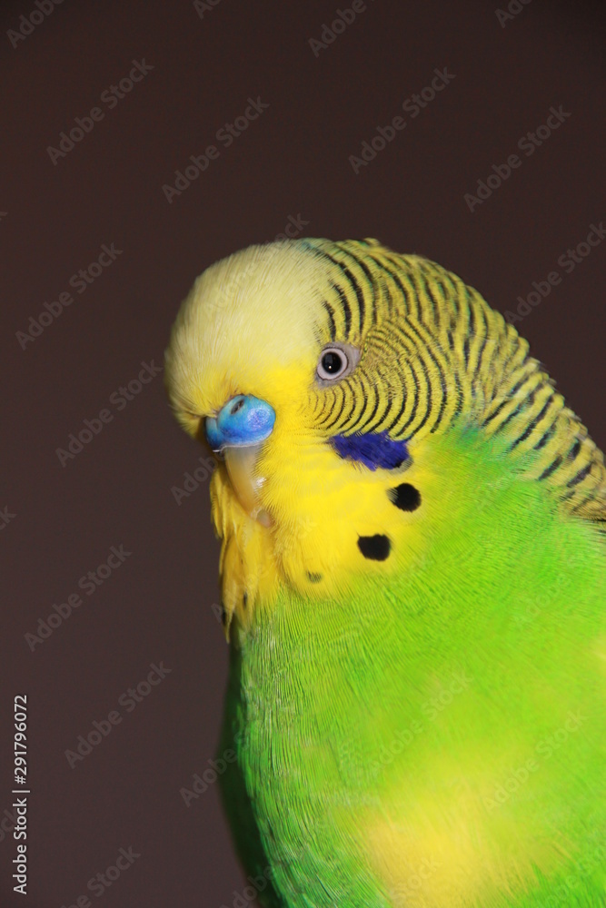 Fototapeta premium Wellensittich Friedolin