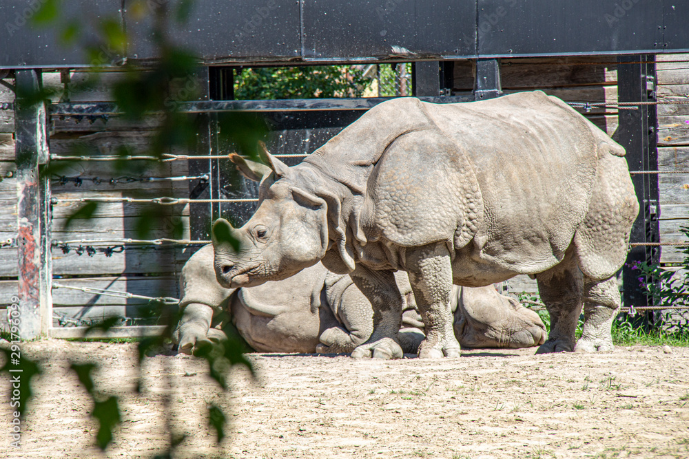 Fototapeta premium rhinoceros in zoo