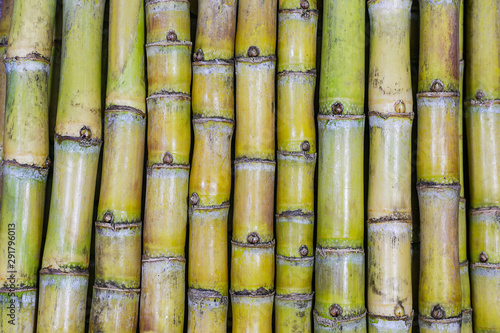 Pattern of background of sugar cane varieties
