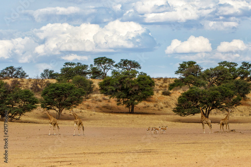 Giraffe in the landscape with clouds of the Kgalagadi Transfrontier Park in South Africa