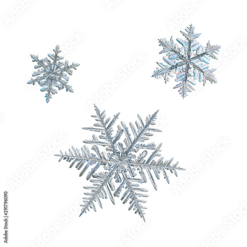 Three snowflakes isolated on white background. Macro photo of real snow crystals: elegant stellar dendrites with complex structure, hexagonal symmetry, thin, fragile arms and glossy surface.