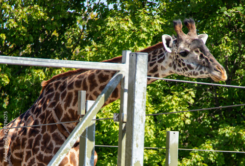 Canvas Print giraffe in the zoo