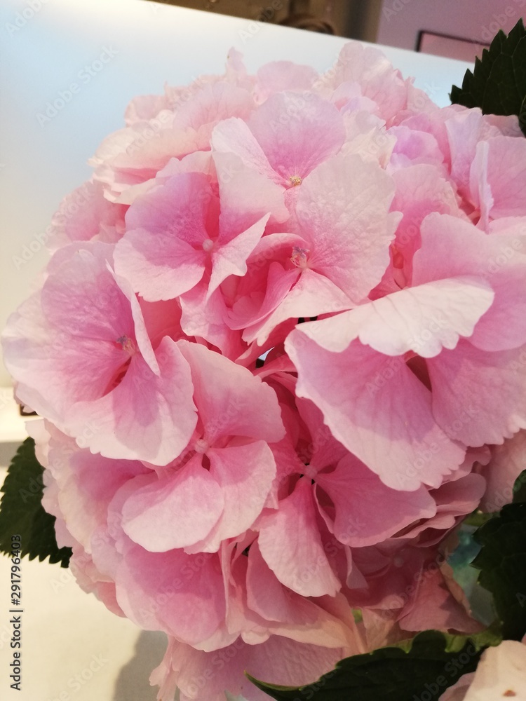 pink peony flowers on black background pink peony flowers on black background