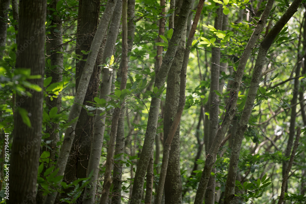 Dense Tree Trunks