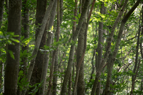 Dense Tree Trunks