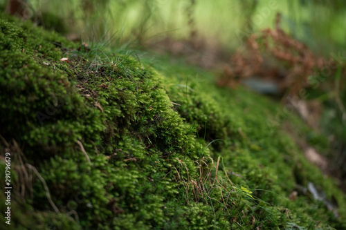 Moss Covered Tree Trunk