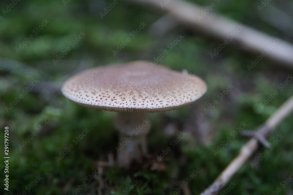 Besonders schöner Pilz im Wald Besonders schöner Pilz im Wald