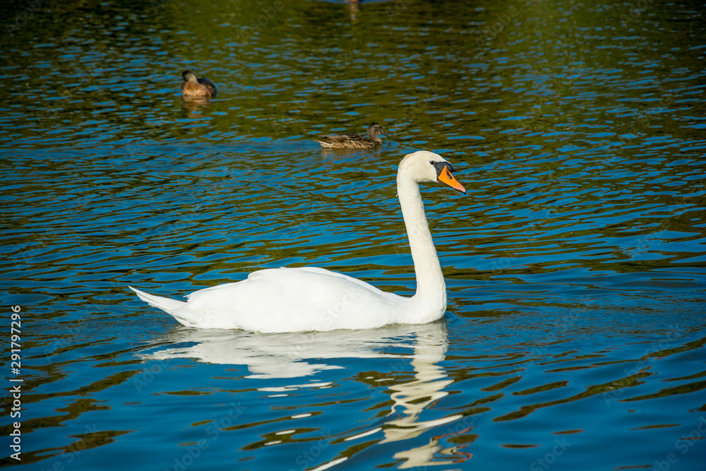 Fototapeta premium White swan at the pond with ducks
