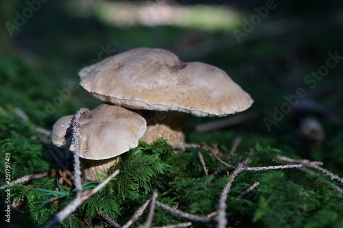 Pilz Pärchen im Wald