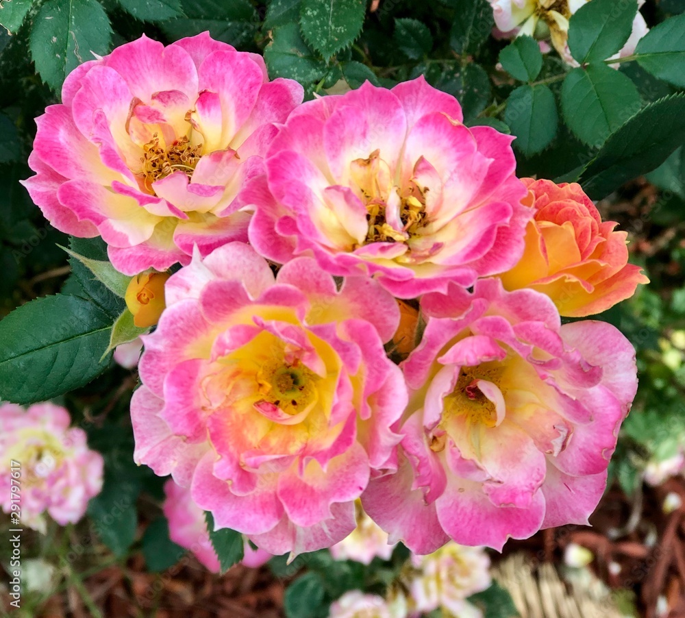 Roses Roses