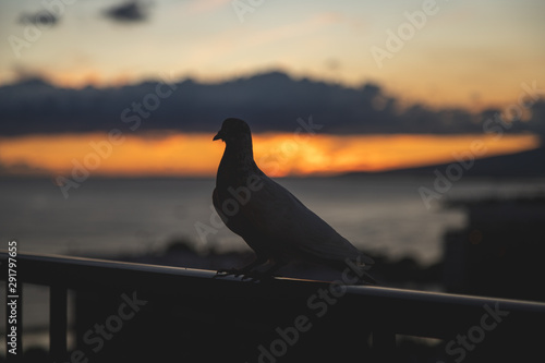 Bird Beach Sunset
