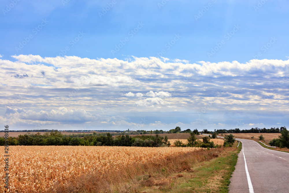 Rural landscape of an empty road near a corn field on an autumn day. Rural landscape of an empty road near a corn field on an autumn day.