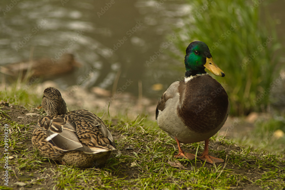 Drake guards the resting duck on the shore of the reservoir. Pairs of birds in the wild. Drake guards the resting duck on the shore of the reservoir. Pairs of birds in the wild.