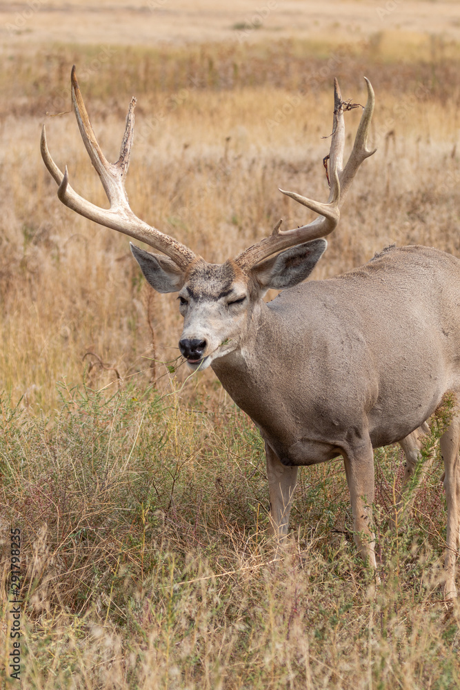 Nice Mule Deer Buck Nice Mule Deer Buck