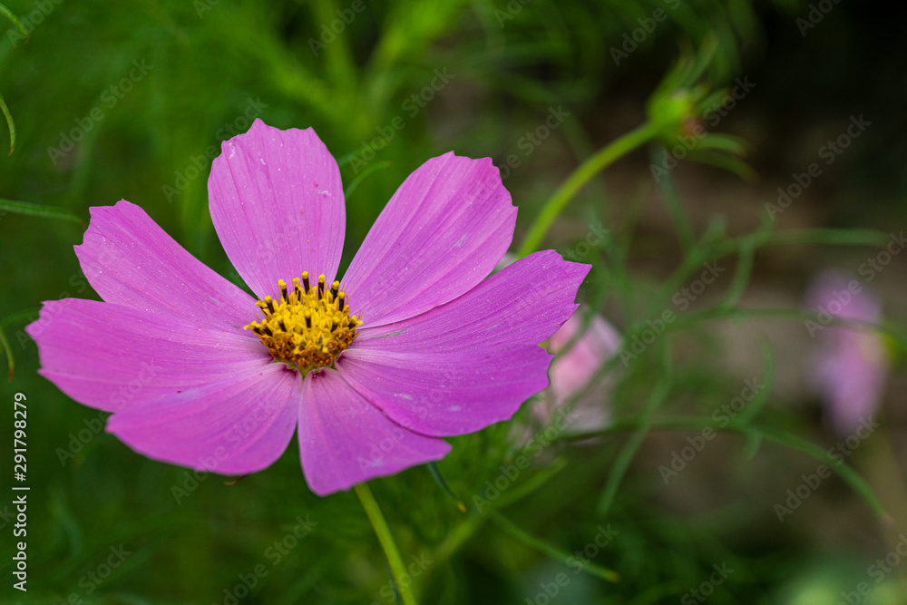 Close-Up view of pink flower in the garden