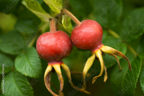 Rosehips, a beneficial plant containing vitamins