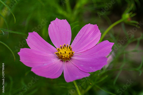 Close-Up view of pink flower in the garden