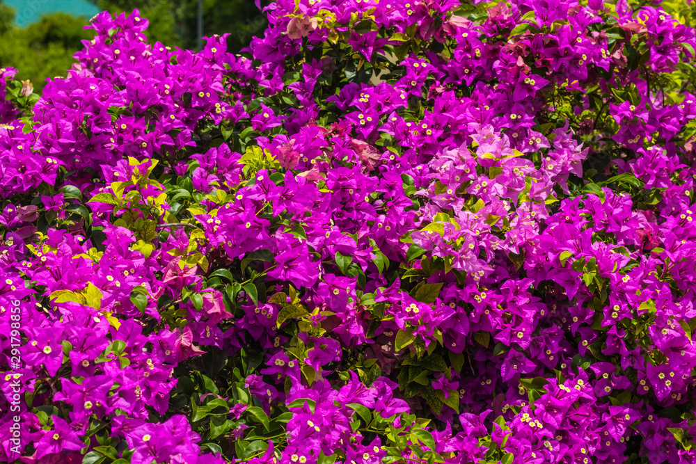 Already have an account? Log in Royalty-free stock photo ID: 1487415548  blooming bougainvillea. Magenta bougainvillea flowers. Colorful purple flowers texture and background for designers.