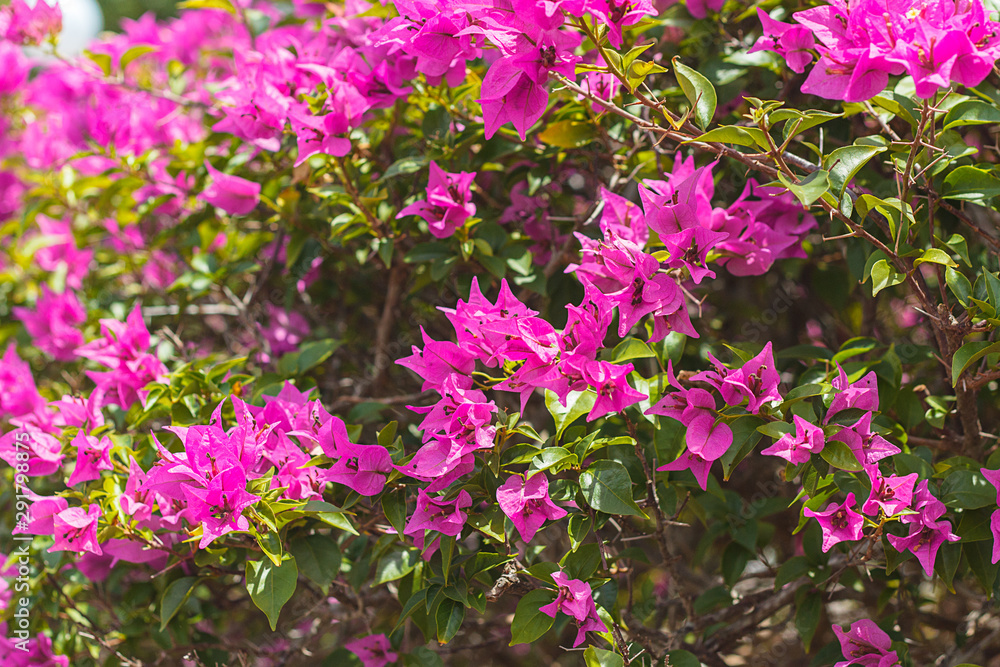 Bougainvillea flowers texture and background. Purple flowers of bougainvillea tree. Colorful purple flowers texture and background for designers. Bougainvillea flowers texture and background. Purple flowers of bougainvillea tree. Colorful purple flowers texture and background for designers.