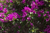 Bougainvillea flowers texture and background. Purple flowers of bougainvillea tree. Colorful purple flowers texture and background for designers.