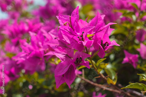 Already have an account  Log in Royalty-free stock photo ID  1487415548  blooming bougainvillea. Magenta bougainvillea flowers. Colorful purple flowers texture and background for designers.