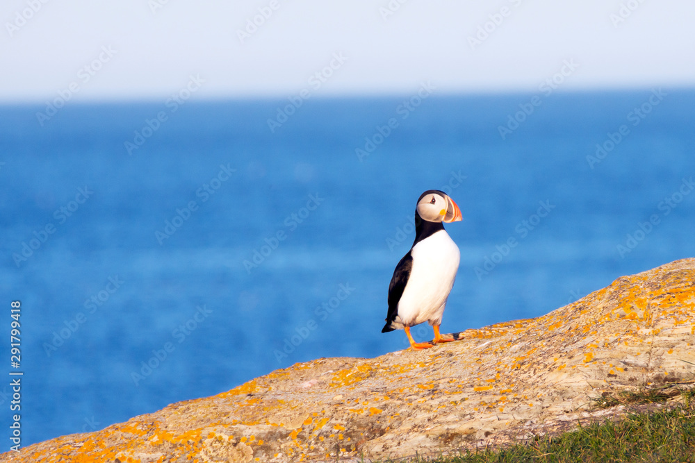 Obraz premium Puffin