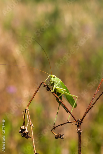 Great Green Bush-cricket female (Tettigonia viridissima) close-up