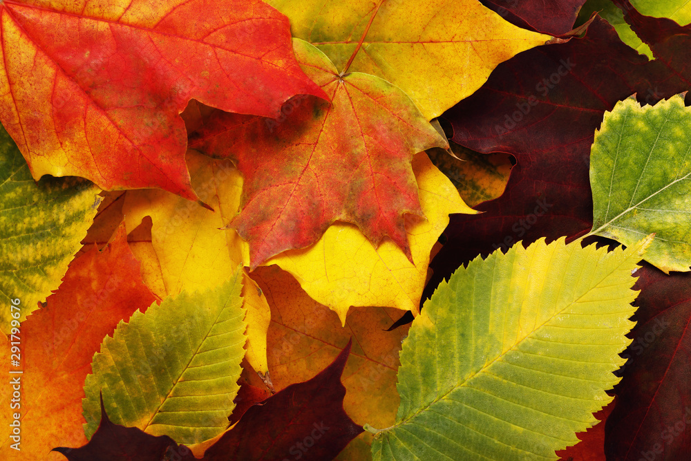 Background from various autumn leaves of maple, ash and birch