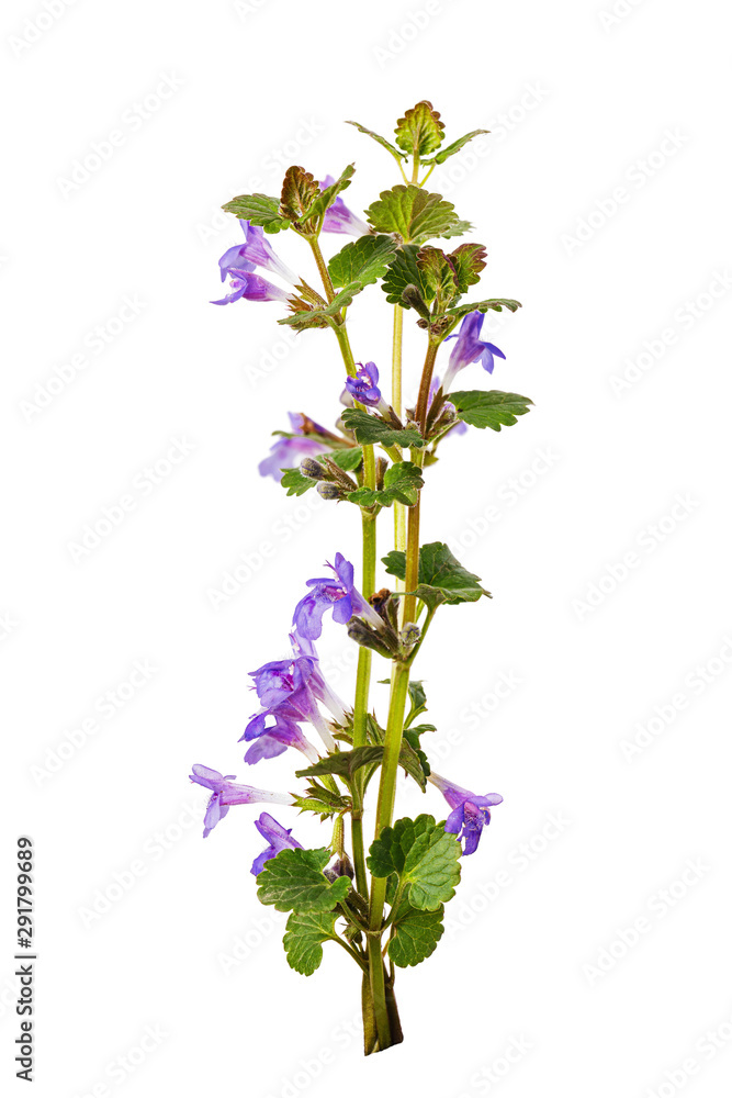 Branch of flowering catnip or called Nepeta cataria, isolated on white background. The plant is used in medicine and as a seasoning for food Branch of flowering catnip or called Nepeta cataria, isolated on white background. The plant is used in medicine and as a seasoning for food