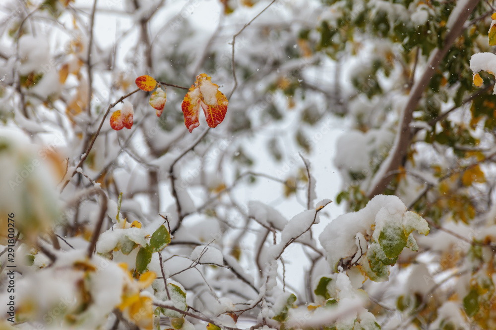 Trees under the first snow, Norilsk Trees under the first snow, Norilsk