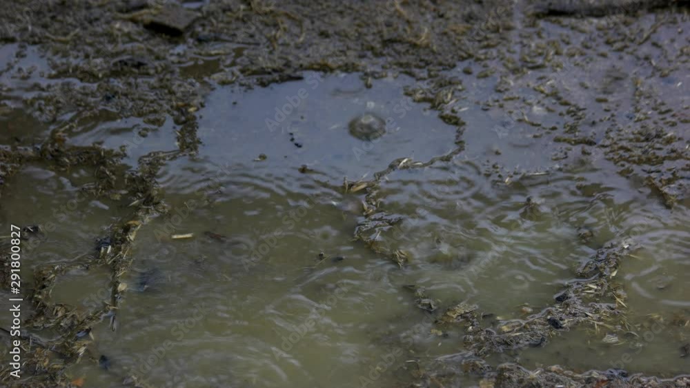 Rain drops falling in mud puddle. Rain falling in the puddle. Rain drops falling in mud puddle. Rain falling in the puddle.