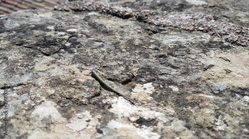 tail of a lizard moves after an attack. tailed tail of a lizard moves on a stone