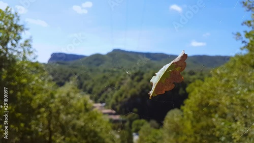 leaf of a tree in a spider web on a background of mountains and forest
